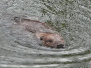 Menno 01 - Bever 1